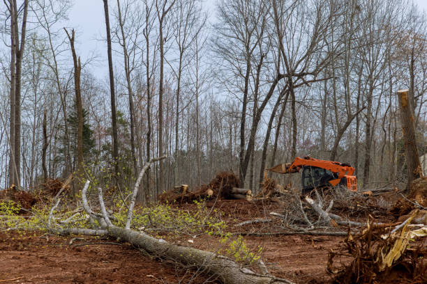 Best Tree Risk Assessment  in Goldstream, AK