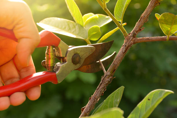 Professional Tree Removal Services in Goldstream, AK